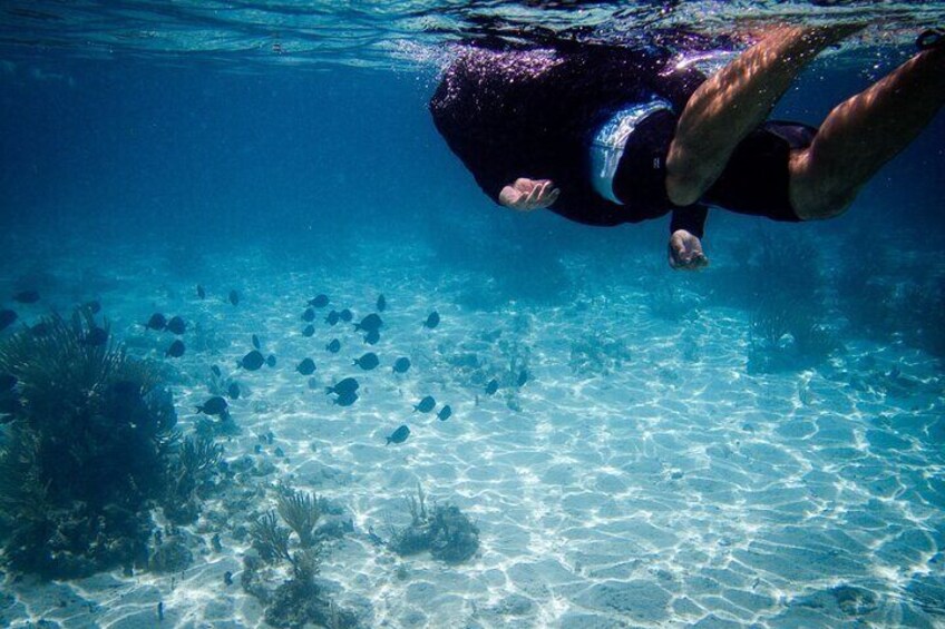 Acquarius Stingray City and Snorkel Tours