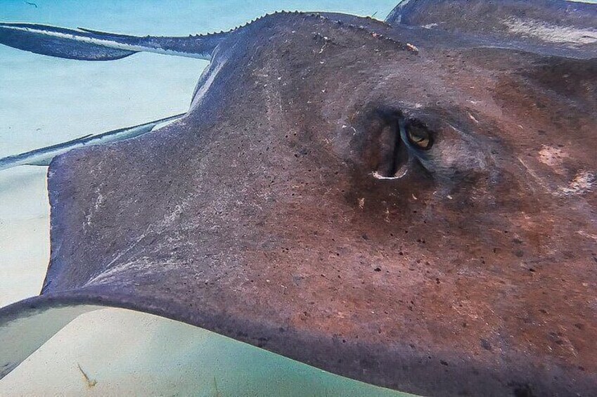 Acquarius Stingray and Snorkel Tours