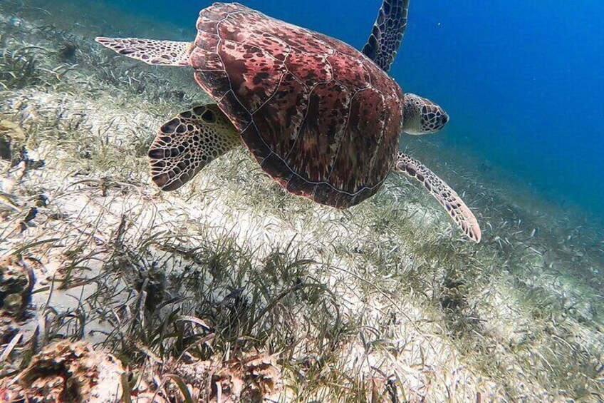 Acquarius Stingray and Snorkel Tours