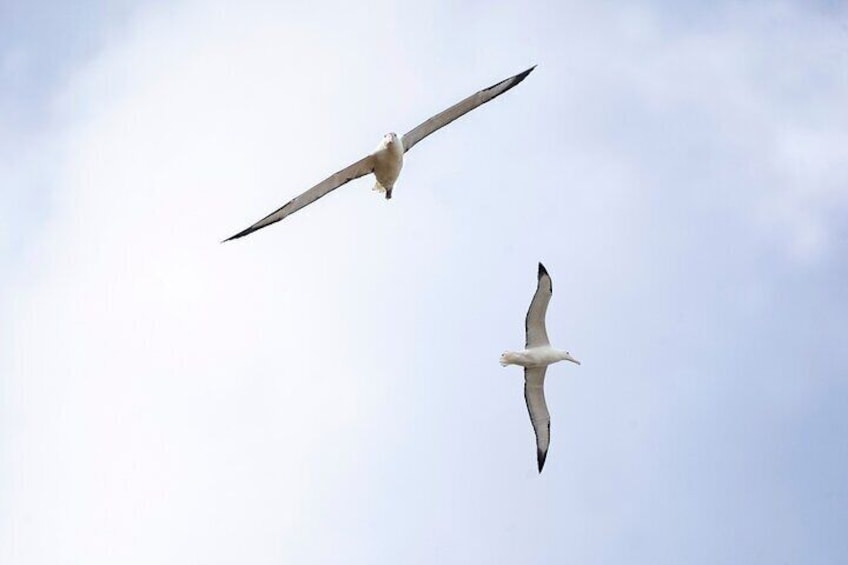 Watch for albatross soaring above us at Pukekura