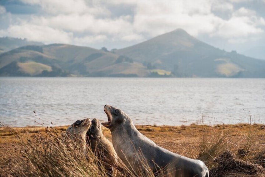 A chance to observe sea lions 