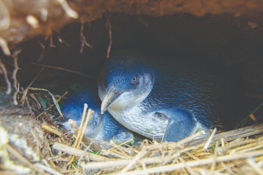 Visit Dunedin's largest penguin colony