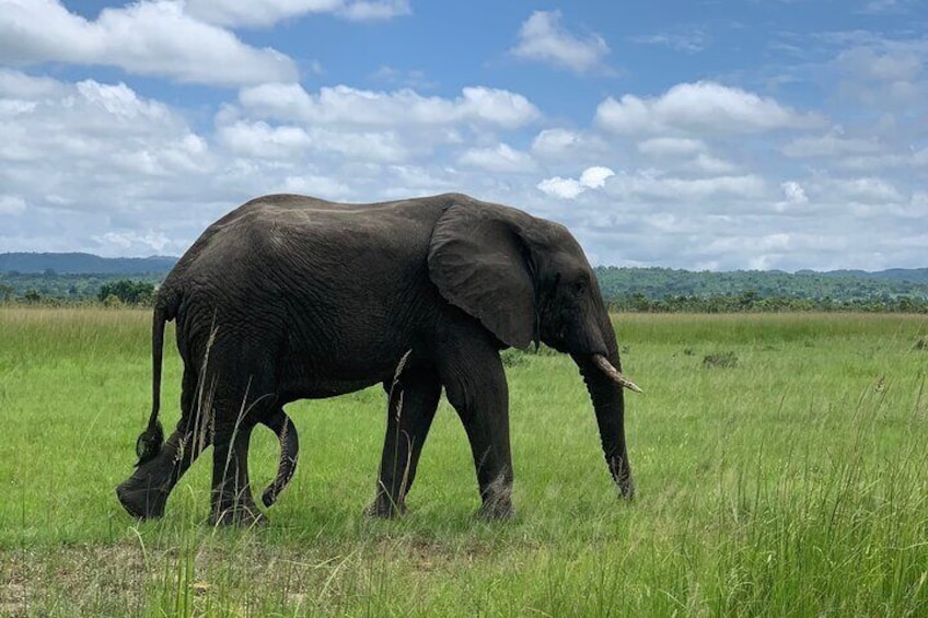 Elephant final get out his….!!!!!!