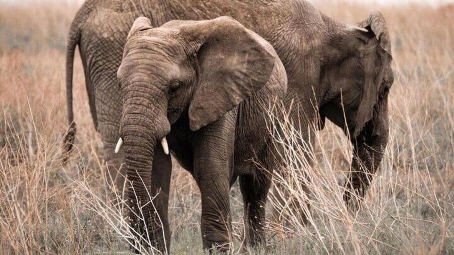 Our day went well and enjoy to see the elephants clan and we were able to took photo near them