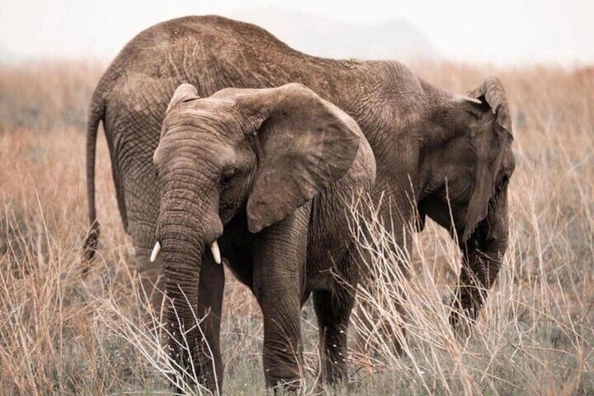 Our day went well and enjoy to see the elephants clan and we were able to took photo near them