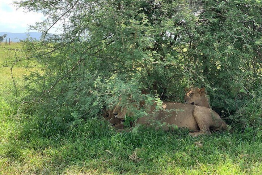 lion get rest