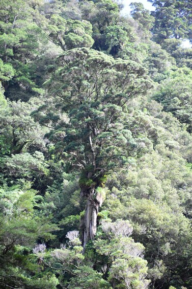 Picture 6 for Activity Te Awa Kairangi Grade 3 Wilderness Whitewater Duckie Tour