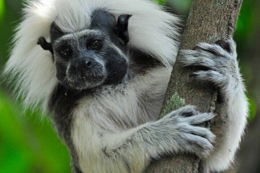 Cotton-top tamarins, a critically endangered primate found only in Colombia