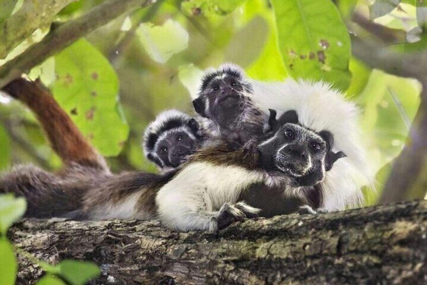 Female cotton-top tamarins give birth to twins every year.