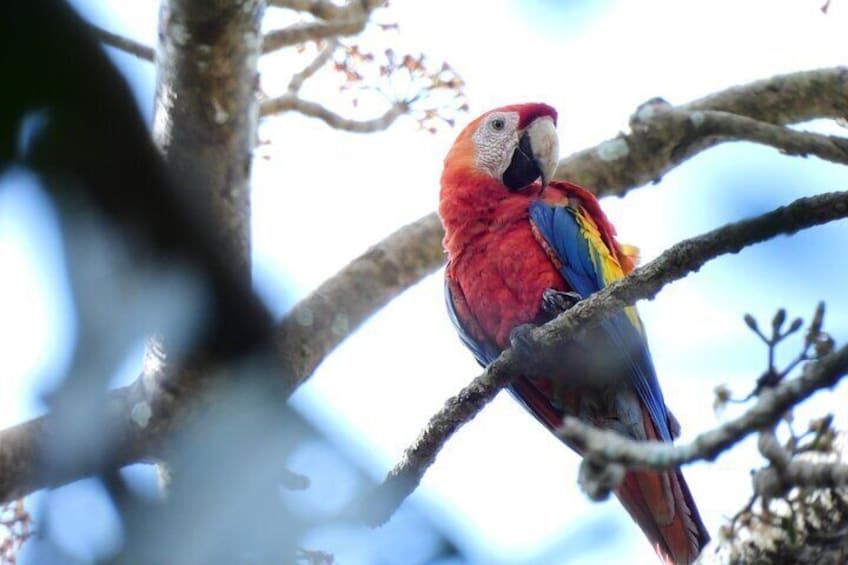 Colorful macaws!