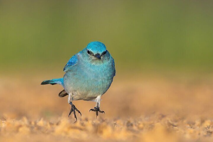 Private California Birding Photography Full DayTour