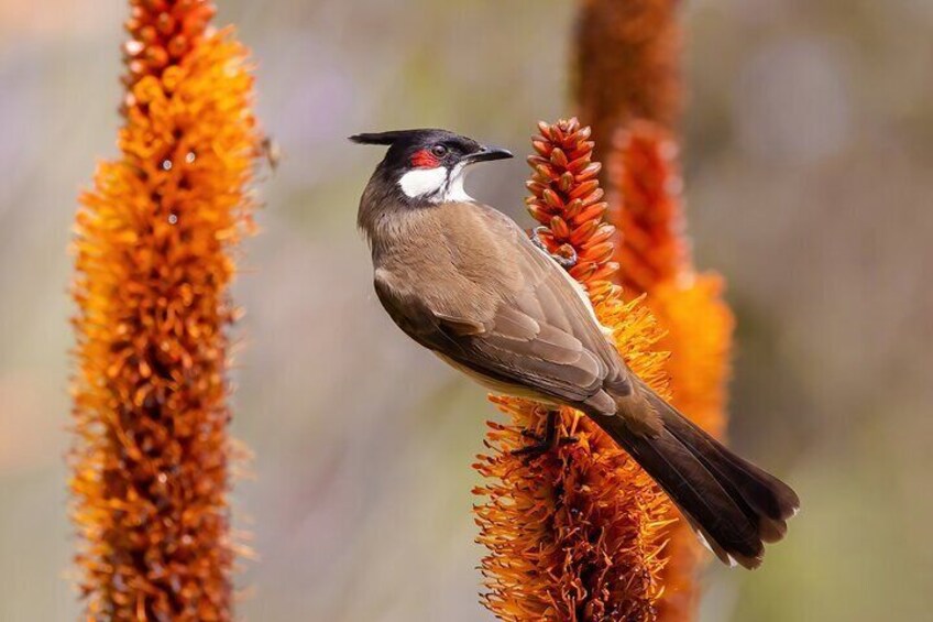 Private California Birding Photography Full DayTour