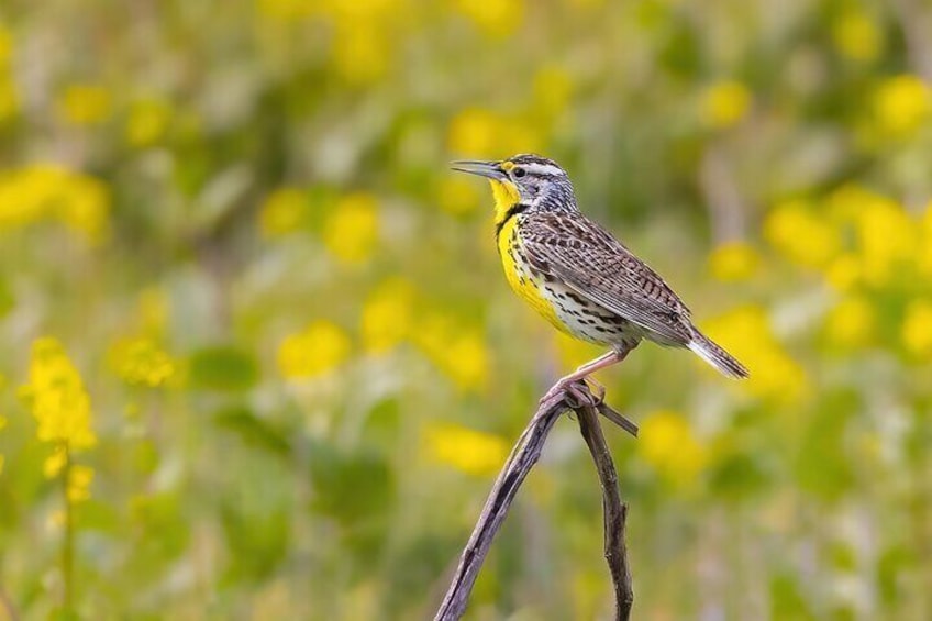 Private California Birding Photography Full DayTour