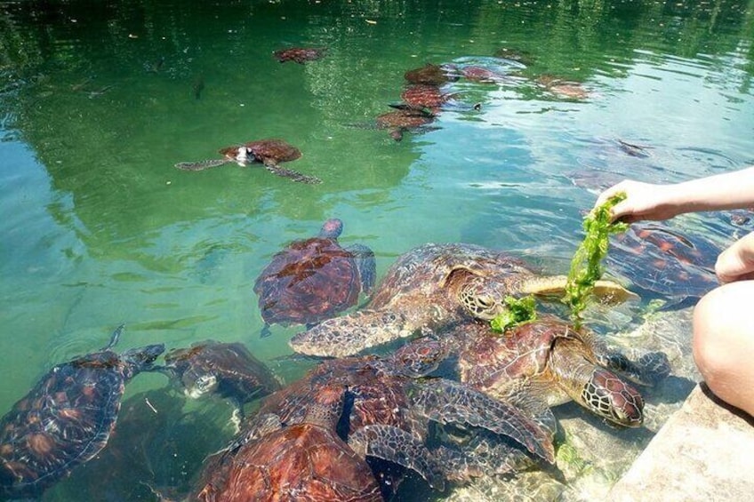 Horse Ride And Swimming With Turtles In Aquarium 