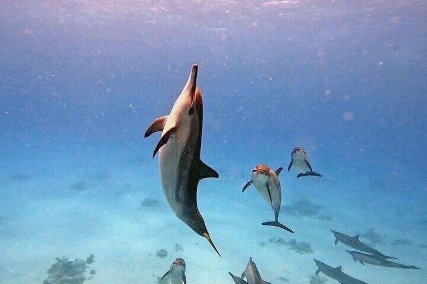 Sataya Dolphin House Snorkel Trip from Marsa Alam