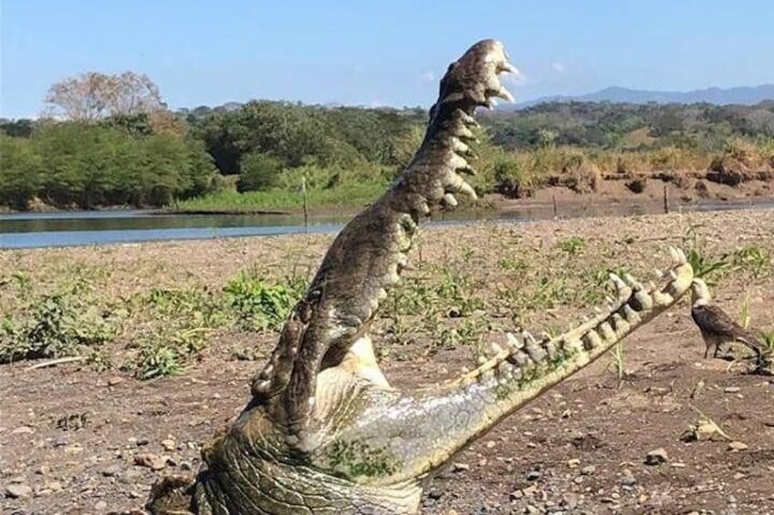 Huge Crocodile