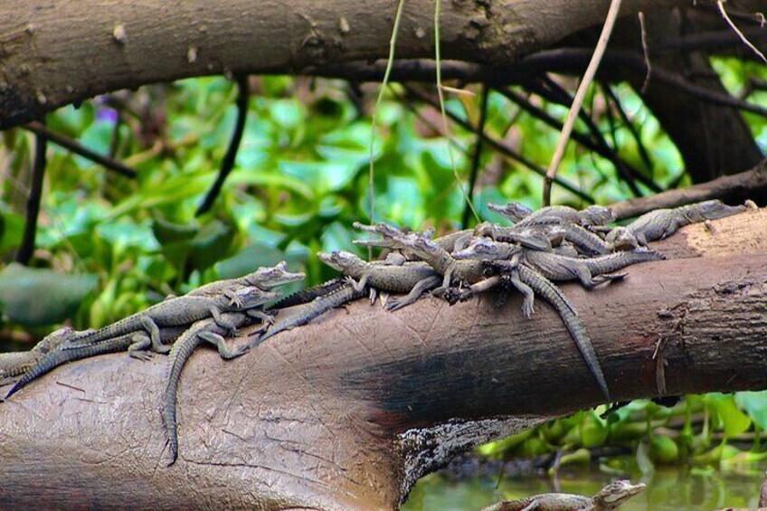 baby crocodiles