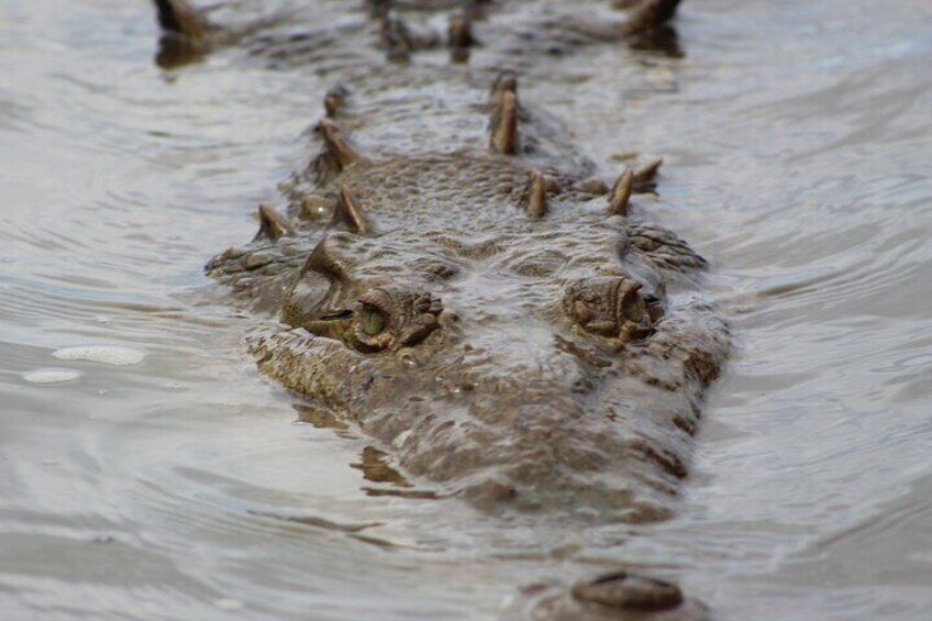Crocodiles 
