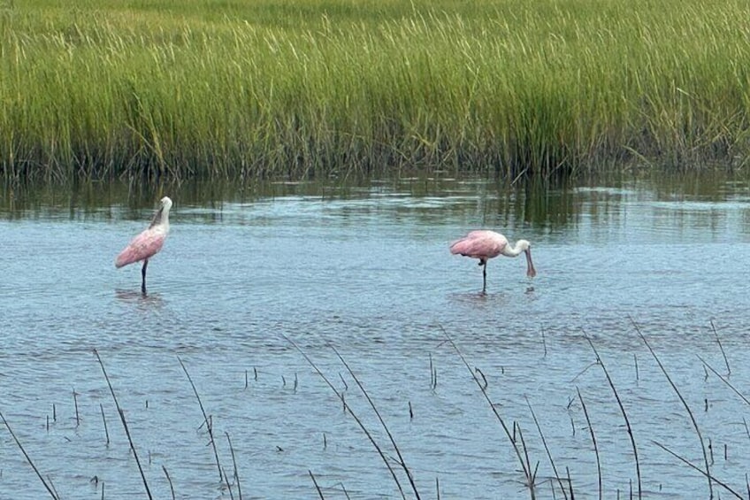 Roseate Spoonbills