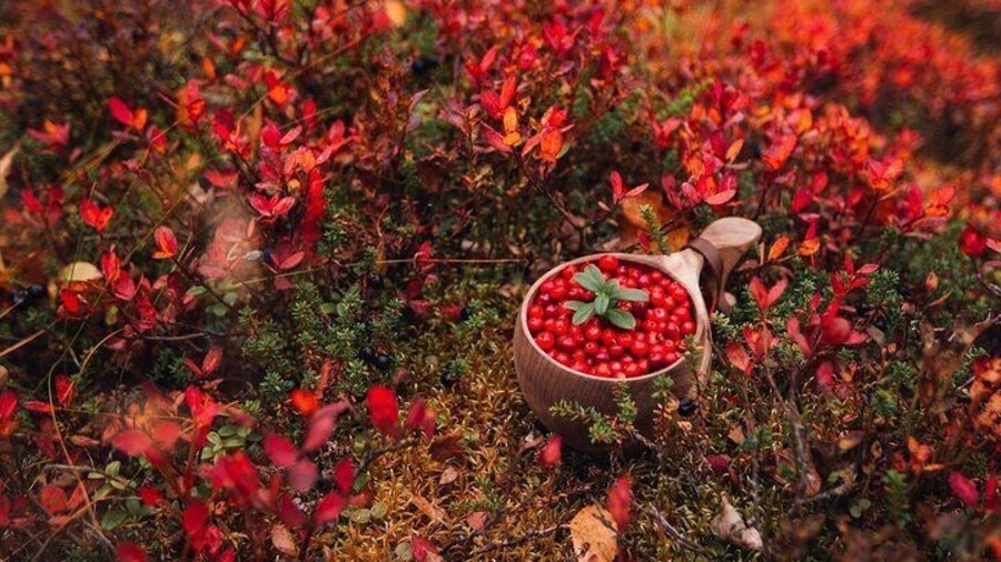 Wild Food & Foraging Hike with Open Fire Lunch
