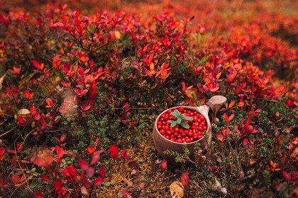 Wild Food & Foraging Hike with Open Fire Lunch