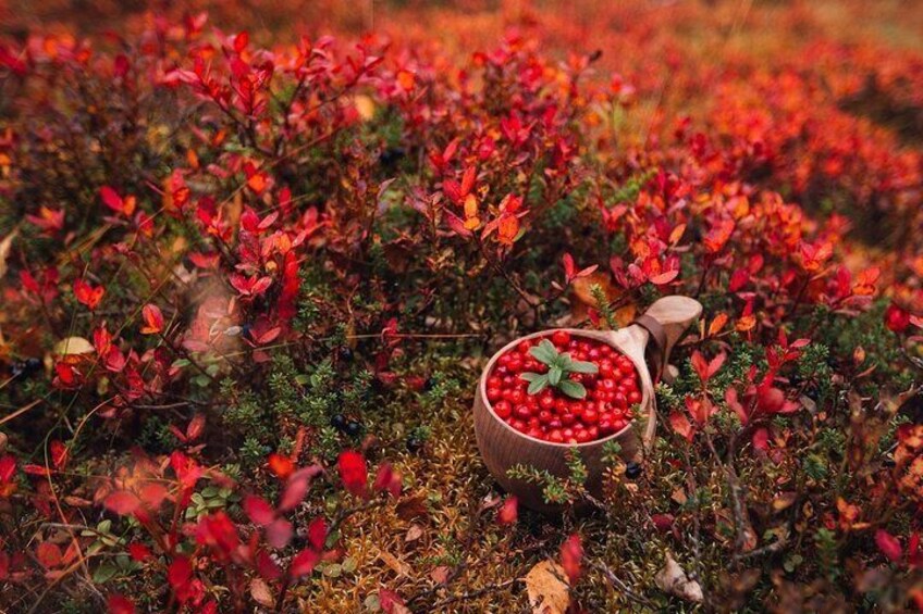 Wild Food & Foraging Hike with Open Fire Lunch