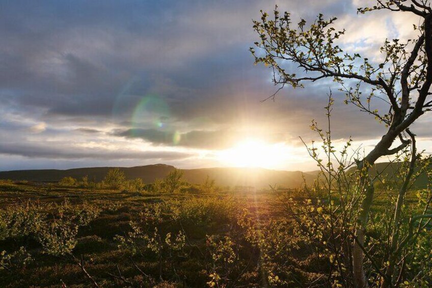 Wild Food & Foraging Hike with Open Fire Lunch
