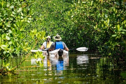 小团体玻璃底皮艇探险-开曼群岛