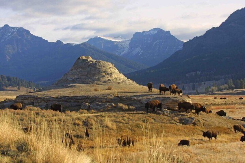 Full Day Wildlife Tour in Yellowstone Lamar Valley to Canyon