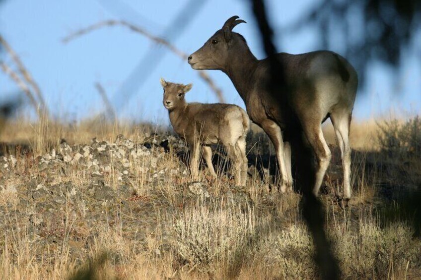 Full Day Wildlife Tour in Yellowstone Lamar Valley to Canyon
