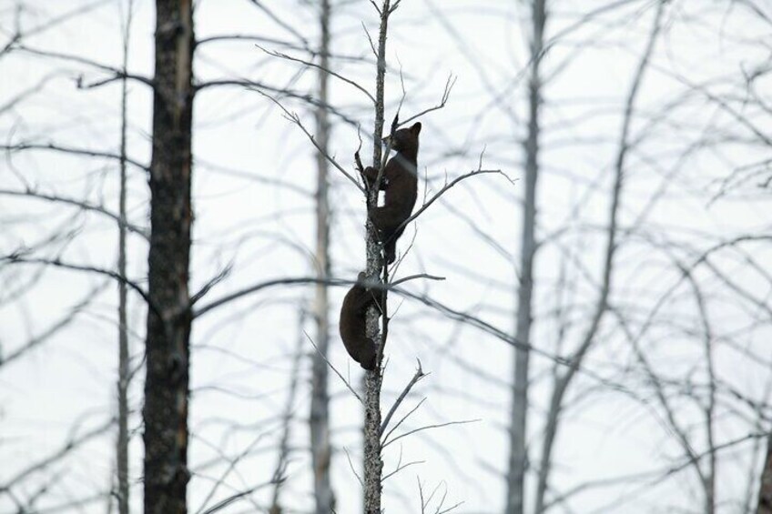 Full Day Wildlife Tour in Yellowstone Lamar Valley to Canyon