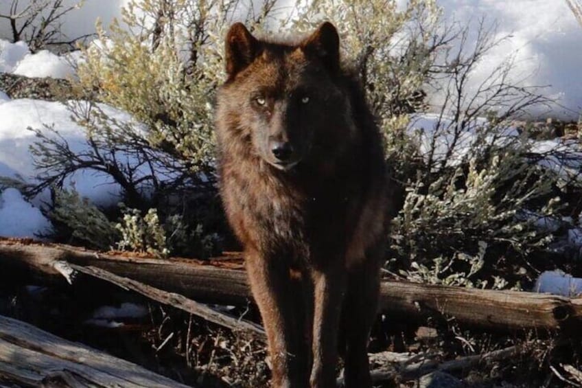 Full Day Wildlife Tour in Yellowstone Lamar Valley to Canyon