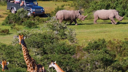 Vanuit Kaapstad: 2-daagse safari in het Kruger National Park