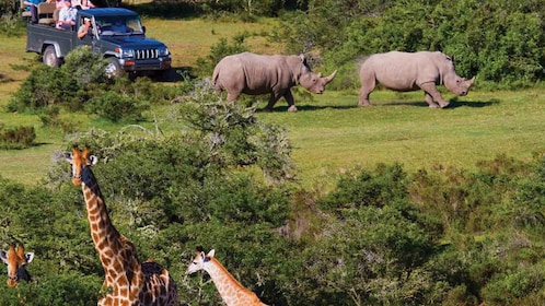 Desde Ciudad del Cabo: safari de 2 días al Parque Nacional Kruger