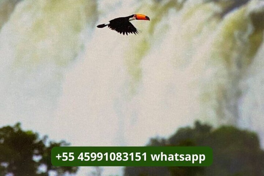1-day Private Tour of the Falls on the Brazilian and Argentinean sides.