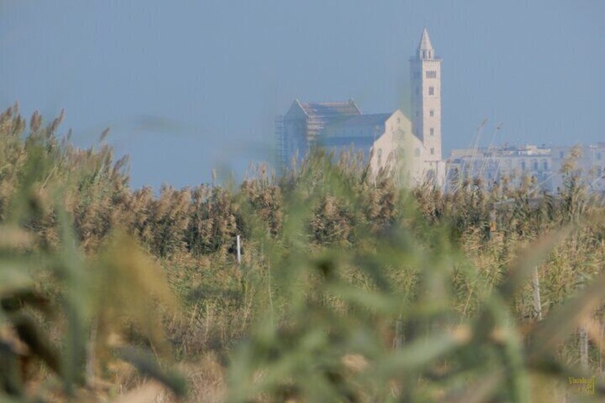 The cathedral of San Nicola Il Pellegrino in Trani seen from the reed beds of Boccadoro.