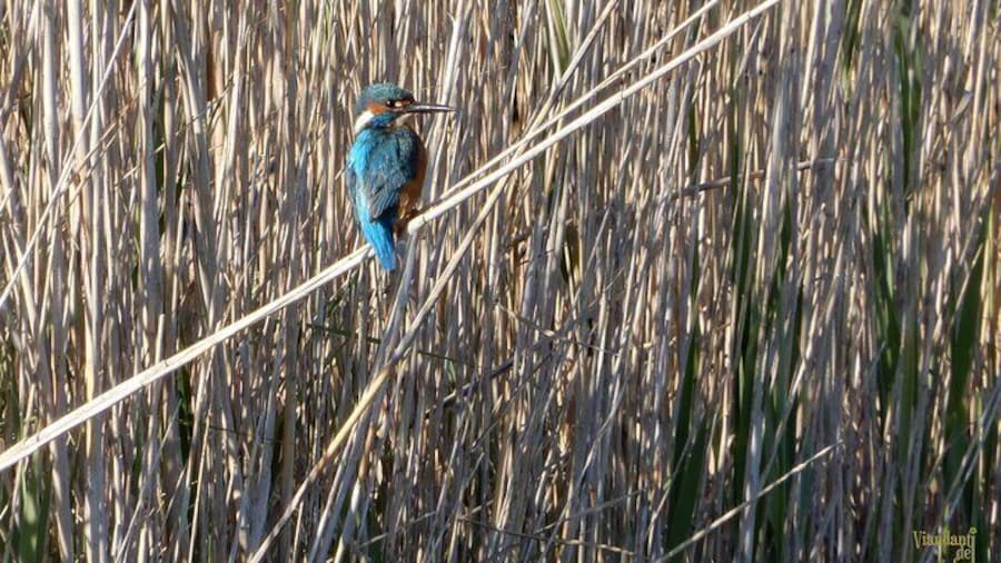 European kingfisher
