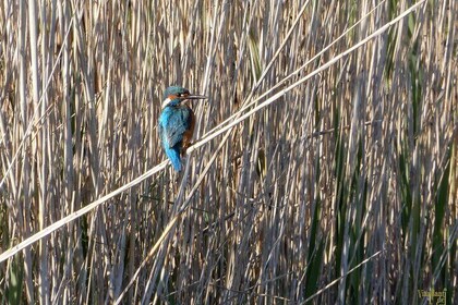 Birdwatching Boccadoro: the wildlife of the wetland