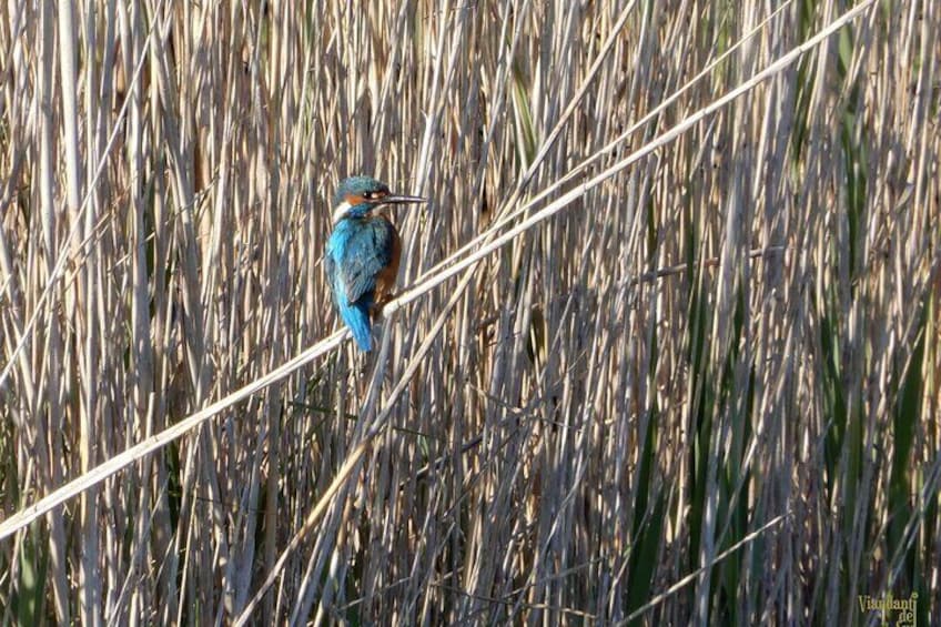 European kingfisher (Alcedo atthis) among the reeds.