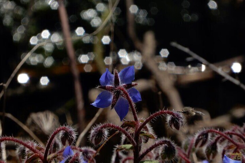 Borage flowers (Borago officinalis).