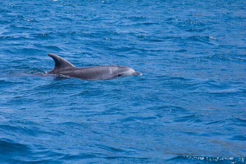 Dolphin area tour small group_ Guided tour