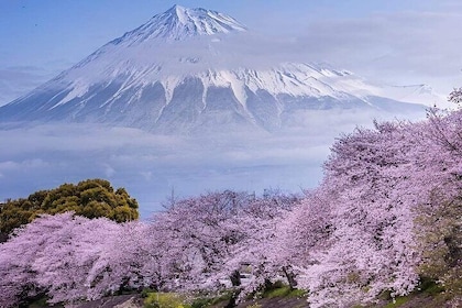 Mount Fuji 1-Day Private Tour with English Speaking Driver