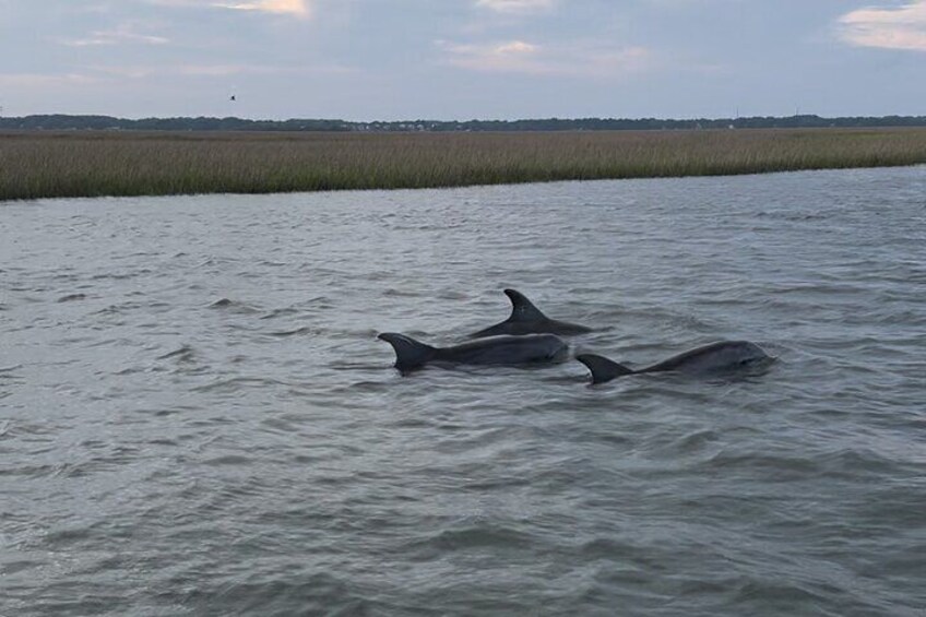 Private Charleston Sunset & Dolphin Cruise 