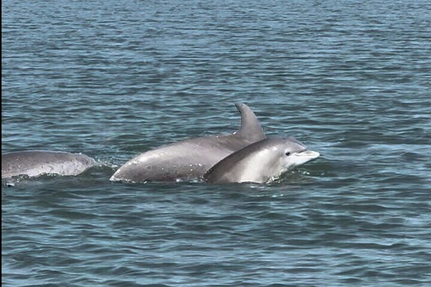 Charleston Sunset and Dolphin Private Cruise 