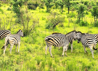 Parque Nacional Kruger: el mejor safari de 3 días desde Ciudad del Cabo