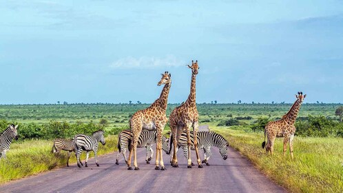 อุทยานแห่งชาติ Kruger 3 วัน Safari ที่ดีที่สุดจาก Cape Town