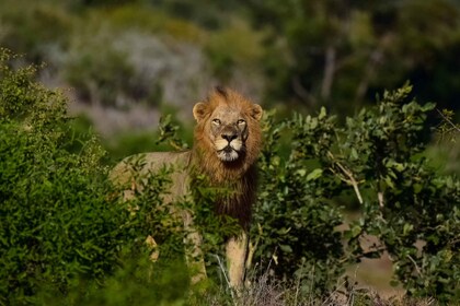 從開普敦出發的克魯格國家公園 3 日最佳野生動物園