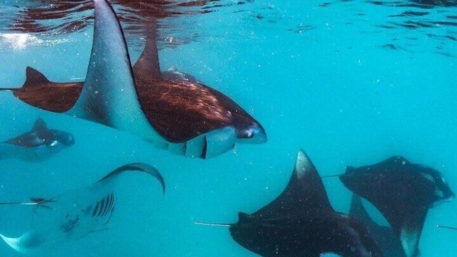 Hanifaru Bay Snorkeling with Whale sharks & Mana Rays