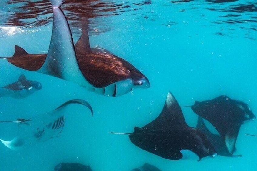 Hanifaru Bay Snorkeling with Whale sharks & Mana Rays