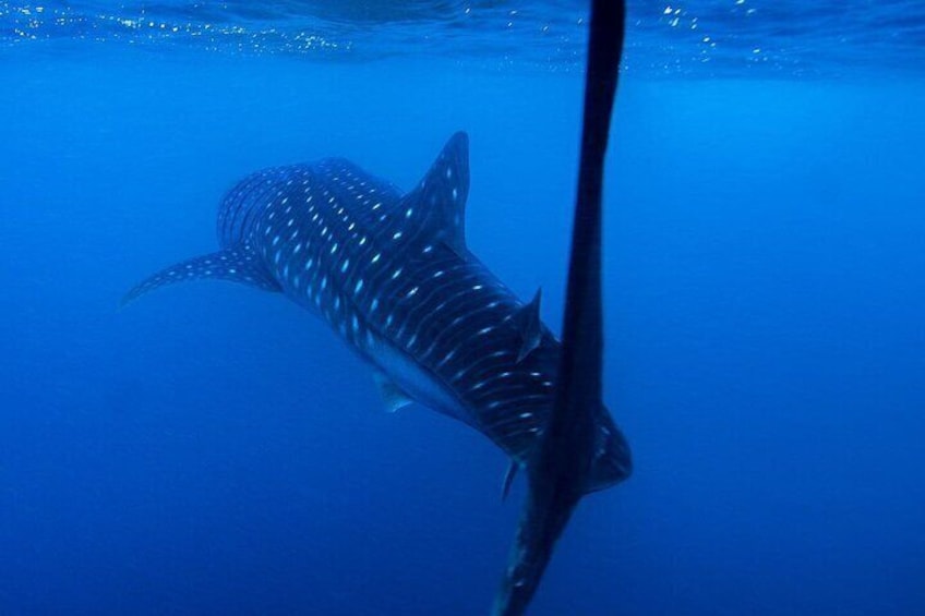 Hanifaru Bay Snorkeling with Whale sharks & Mana Rays